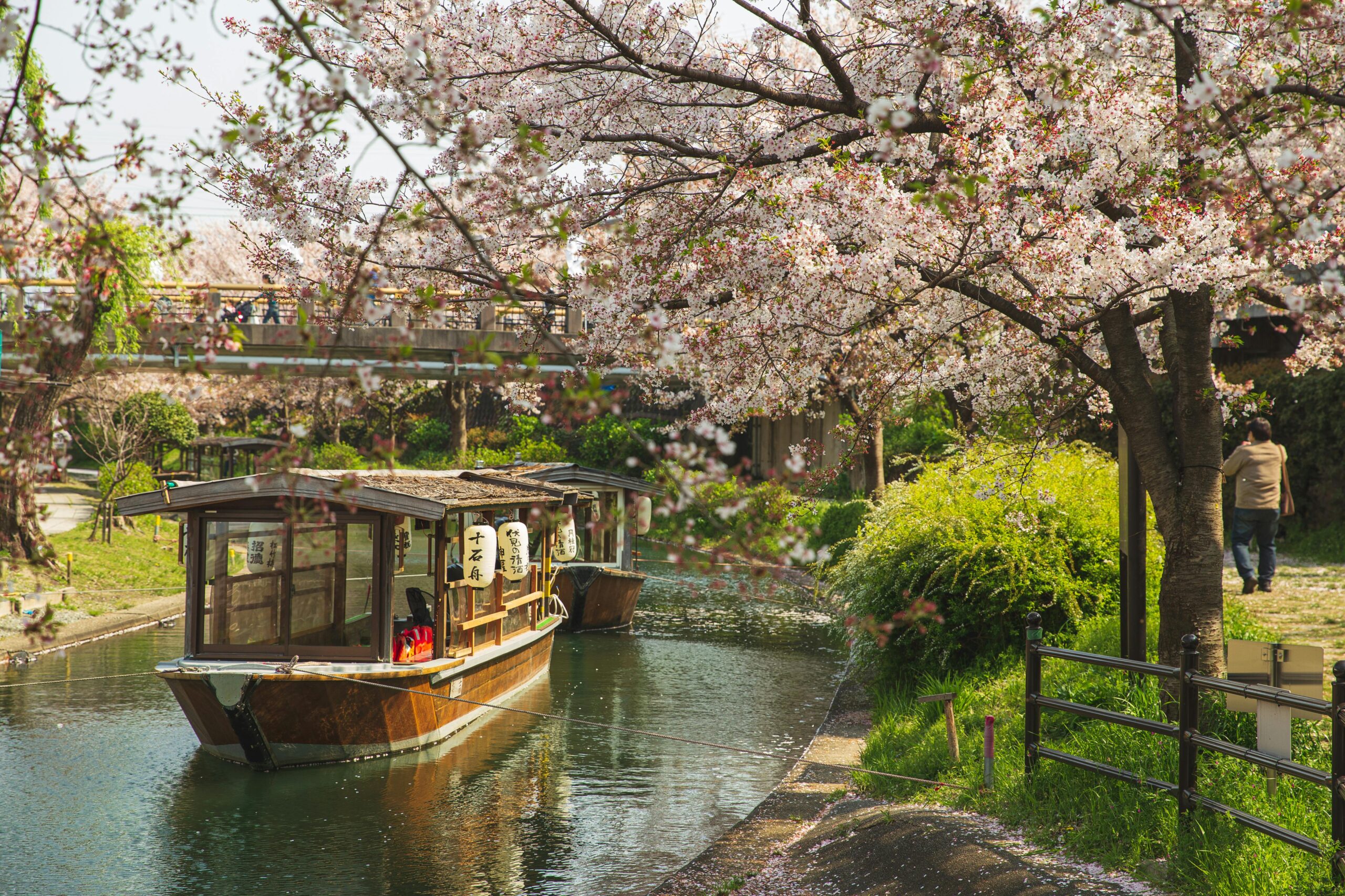Picturesque scenery of calm river channel with floating oriental boats located in green park with Cherry blossom in sunny day