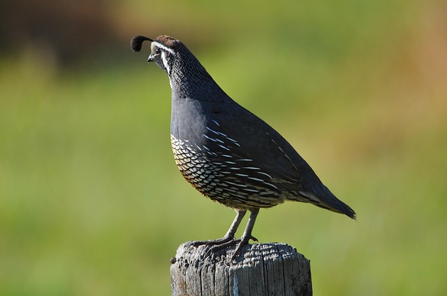 californian quail, new zealand, nature, bird