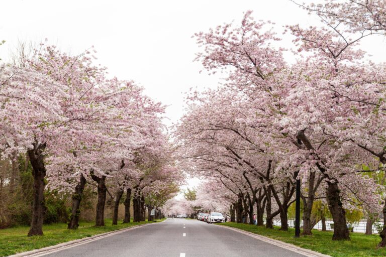 Beautiful cherry blossoms in full bloom lining a road during spring in Washington, DC.