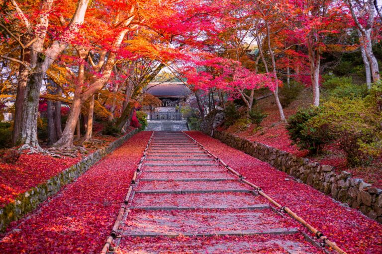 Captivating autumn path lined with colorful fall foliage, perfect for nature enthusiasts.