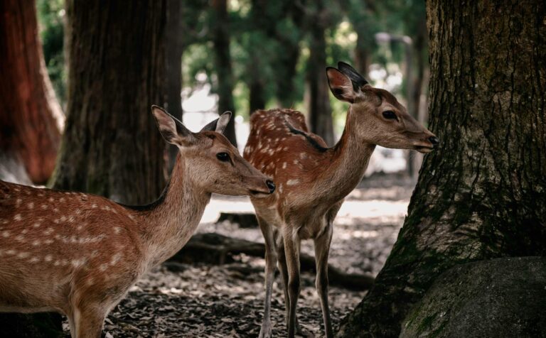 Close-up of fawns exploring the lush forest of Nara Park, showcasing their natural beauty.