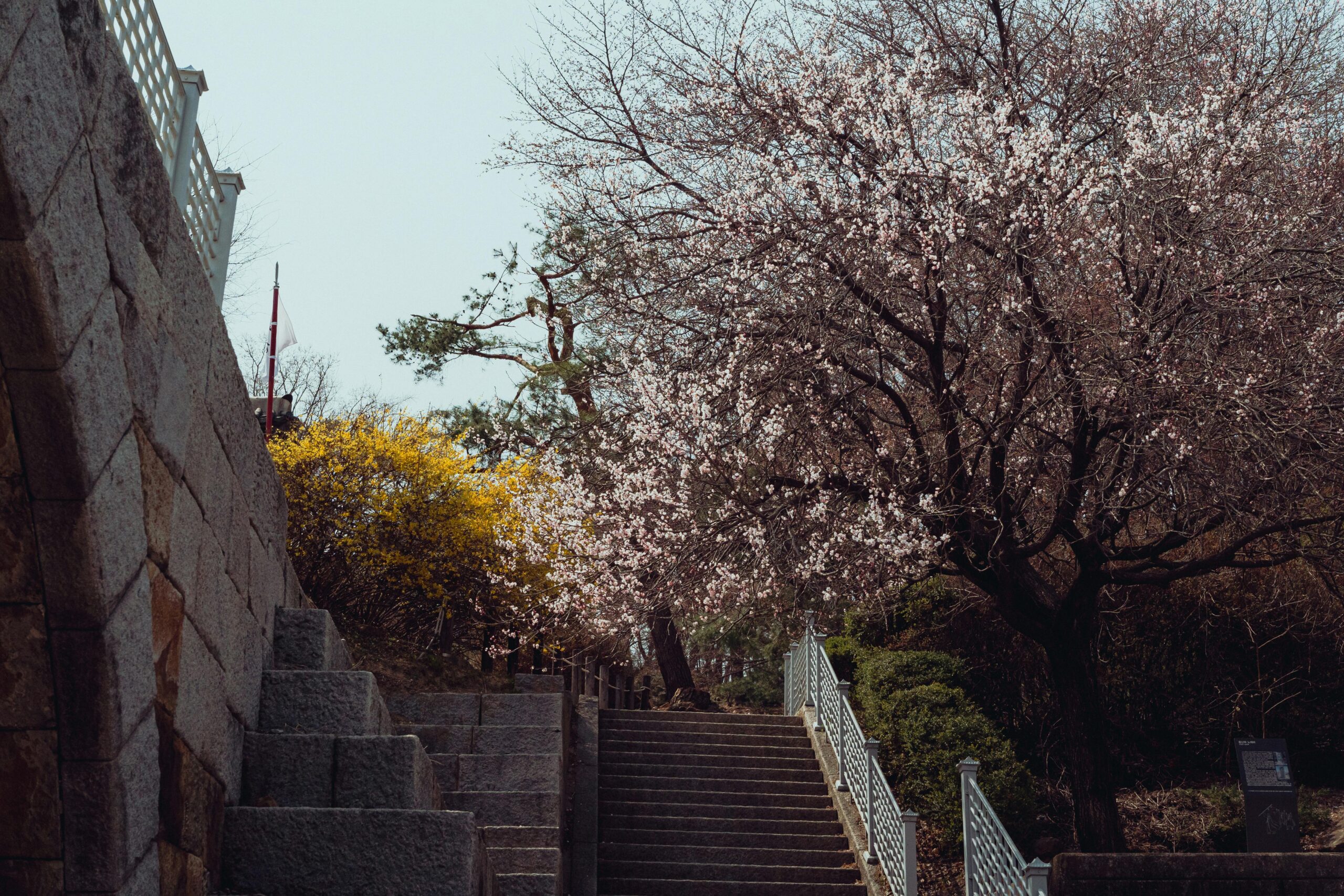A beautiful view of cherry blossoms blooming by stone stairs in Seoul, South Korea.