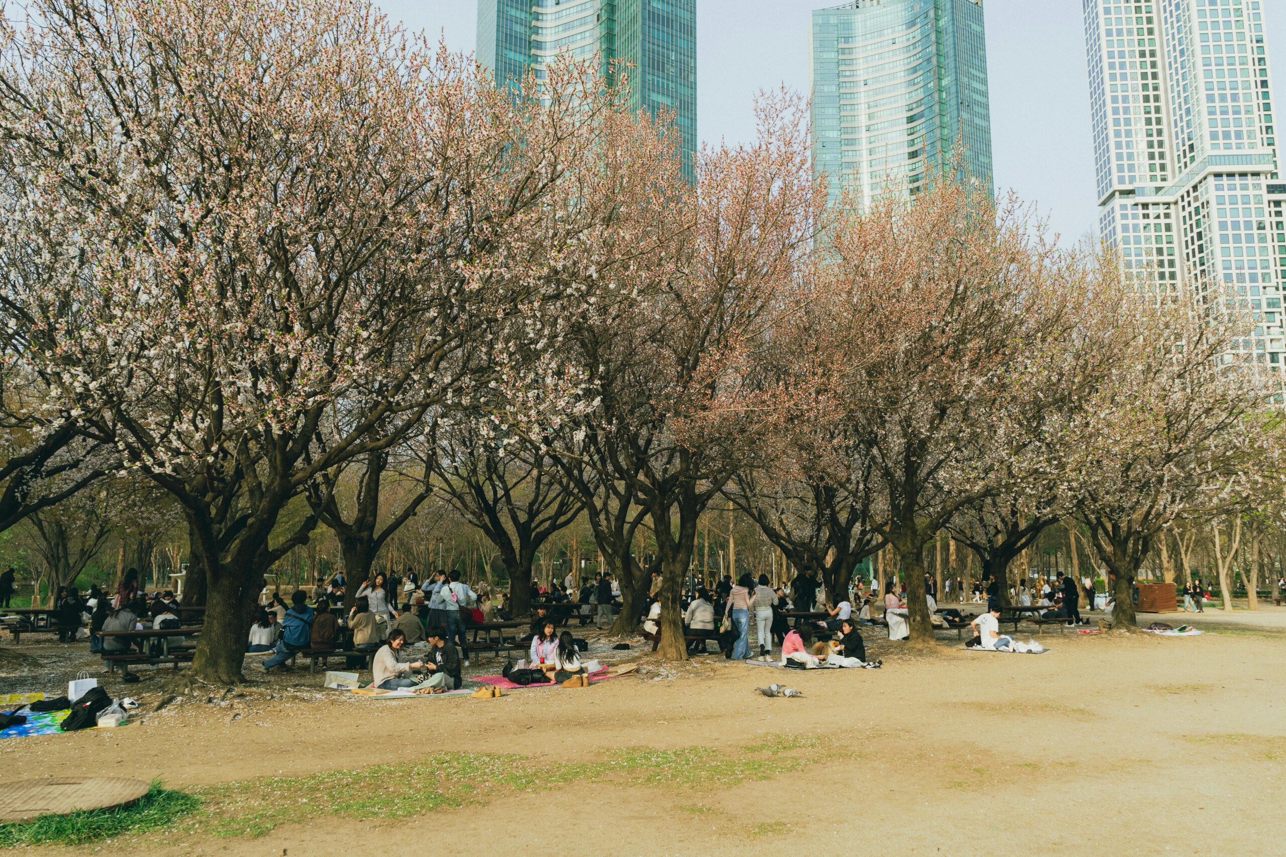 People enjoying a springtime picnic under cherry blossoms in Seoul with skyscrapers in the background.