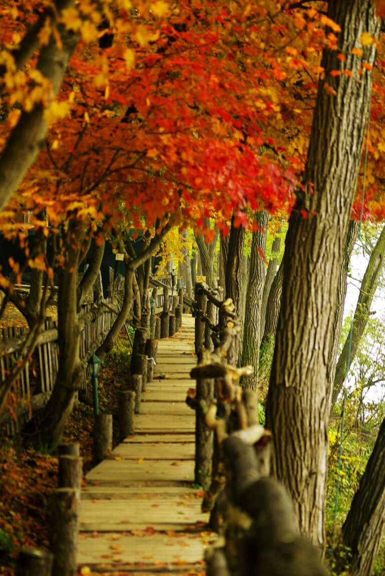 nami island, autumn, autumn leaves, tree, passage, nature, nami island, nami island, nami island, nami island, nami island